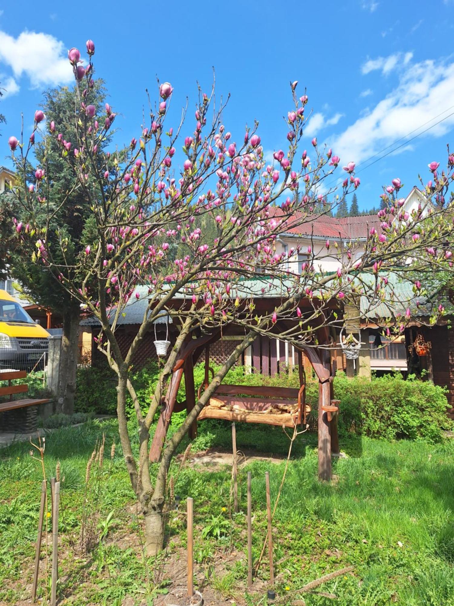 Casa Cu Lavanda Vatra Dornei Exteriér fotografie